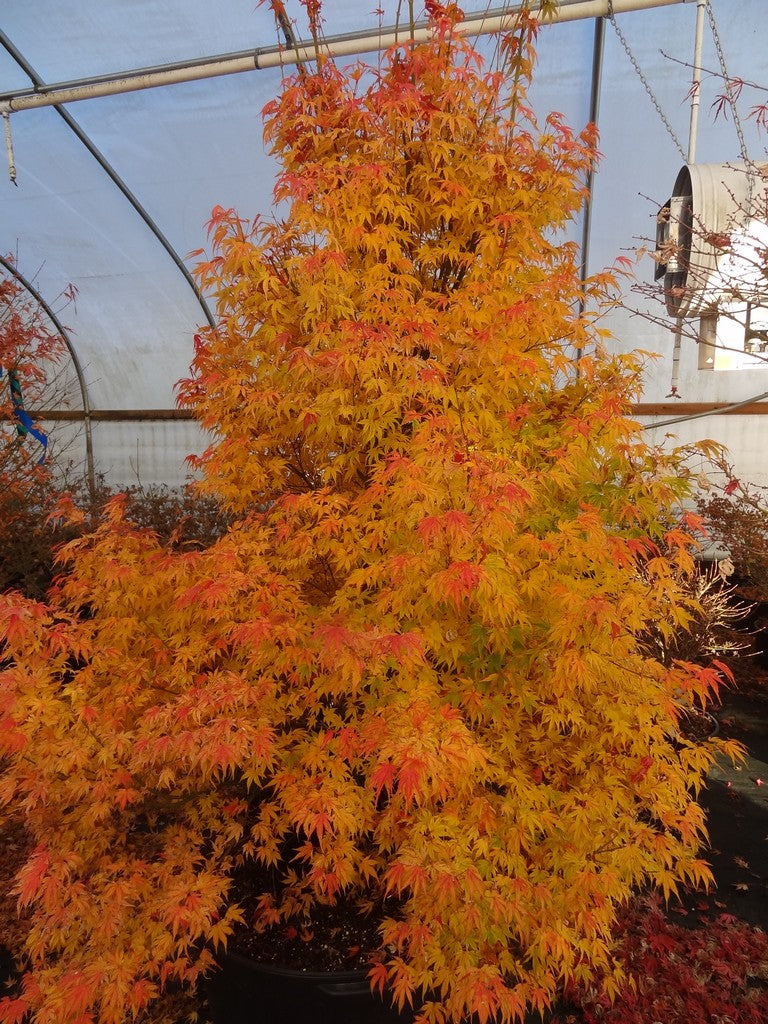 - Acer palmatum 'Ikandi' Japanese Maple - Mr Maple │ Buy Japanese Maple Trees