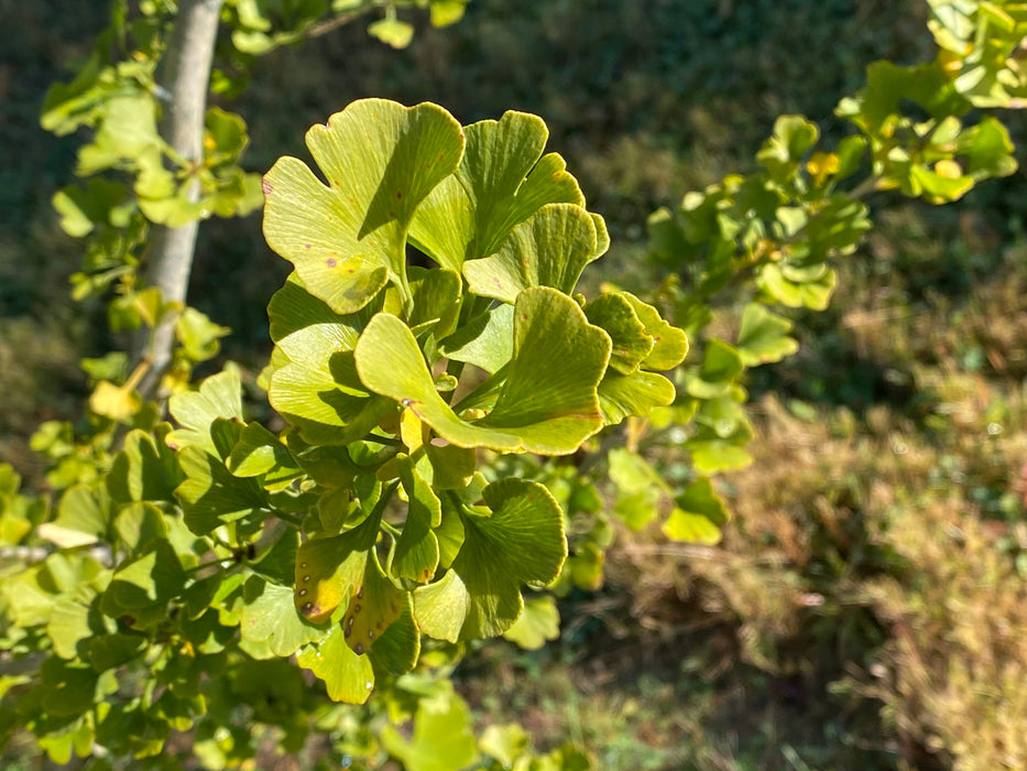 Ginkgo biloba 'Chase Manhattan' Tiny Leaf Male Ginkgo Tree