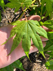 - Acer palmatum 'Rikuzen shidare' Weeping Japanese Maple - Mr Maple │ Buy Japanese Maple Trees