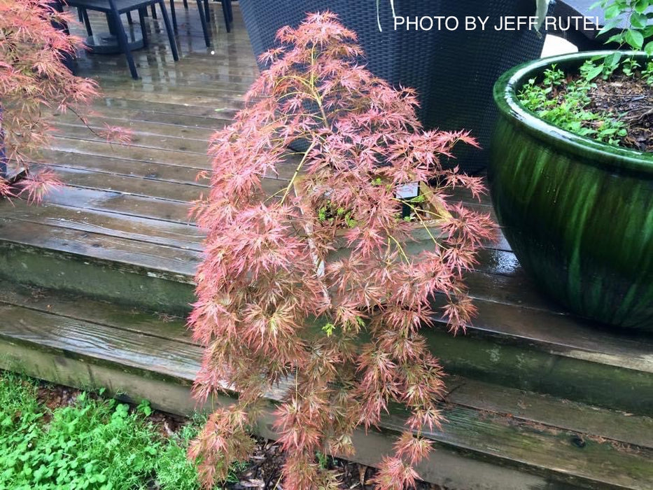 Acer palmatum 'Irish Lace' Japanese Maple