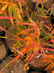 - Acer palmatum 'Yellow Threads' Rare Japanese Maple - Mr Maple │ Buy Japanese Maple Trees