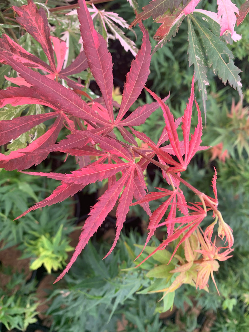 - Acer palmatum 'Lileeanne's Jewel' Japanese Maple - Mr Maple │ Buy Japanese Maple Trees