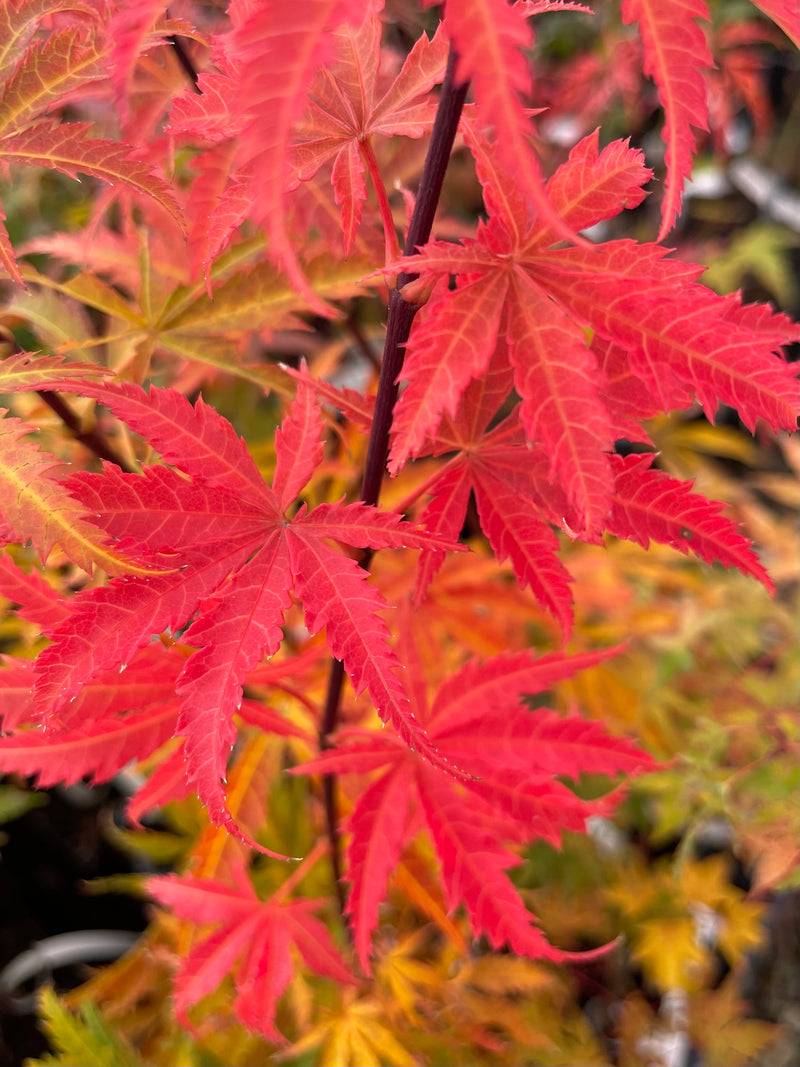 - Acer palmatum 'Orion' Dwarf Red Japanese Maple - Mr Maple │ Buy Japanese Maple Trees