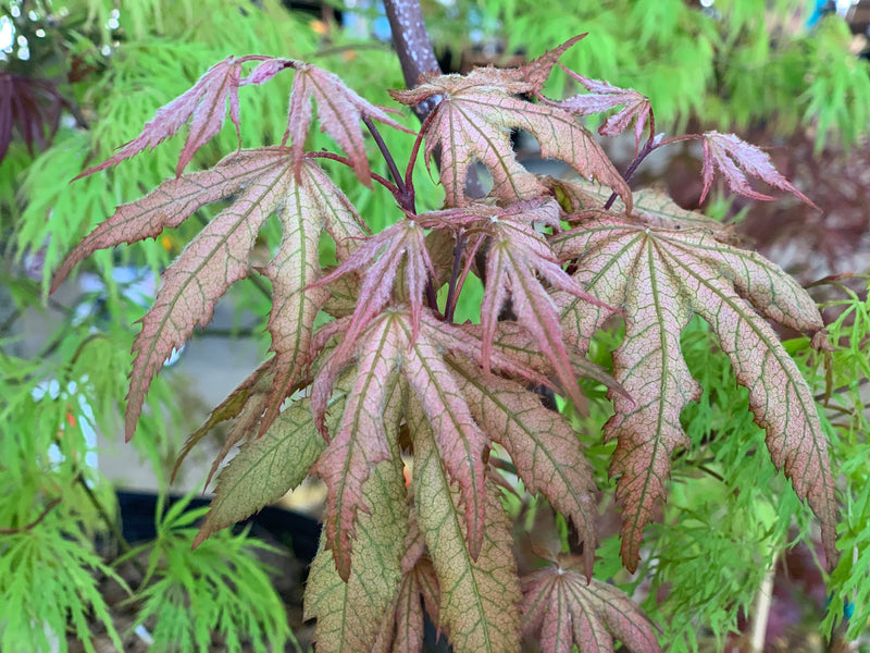 - Acer palmatum 'Nebula' Variegated Japanese Maple - Mr Maple │ Buy Japanese Maple Trees