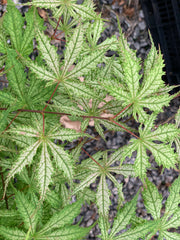 - Acer palmatum 'Grandma Ghost' Japanese Maple - Mr Maple │ Buy Japanese Maple Trees