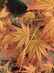 - Acer palmatum 'Golden Falls' Weeping Golden Japanese Maple - Mr Maple │ Buy Japanese Maple Trees