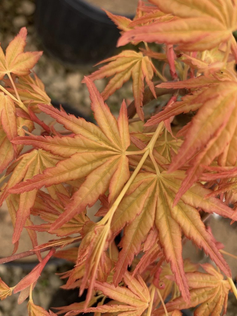 - Acer palmatum 'Golden Falls' Weeping Golden Japanese Maple - Mr Maple │ Buy Japanese Maple Trees
