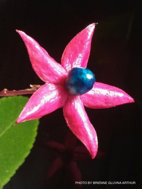 Clerodendron trichotomum 'Carnival' Glory Tree