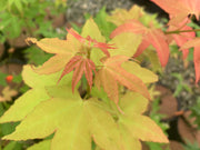 - Acer oliverianum 'Hot Blonde' Golden Japanese Maple - Mr Maple │ Buy Japanese Maple Trees