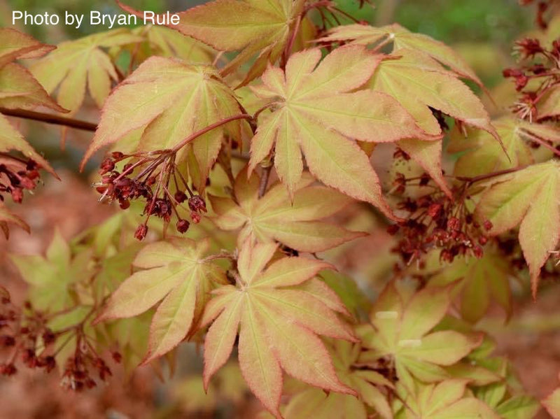 - Acer palmatum 'Osakazuki' Japanese Maple - Mr Maple │ Buy Japanese Maple Trees
