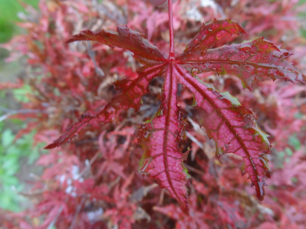 Buy Acer palmatum 'Strawberry Spring' Reticulated Japanese Maple — Mr ...