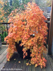 - Acer palmatum 'Ryusen' Japanese Maple - Mr Maple │ Buy Japanese Maple Trees