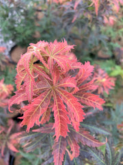 - Acer palmatum 'Orion' Dwarf Red Japanese Maple - Mr Maple │ Buy Japanese Maple Trees