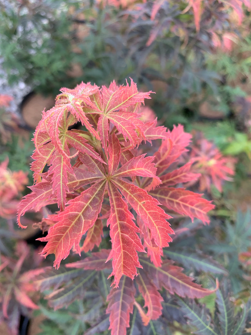 - Acer palmatum 'Orion' Dwarf Red Japanese Maple - Mr Maple │ Buy Japanese Maple Trees