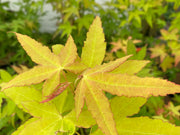 - Acer oliverianum 'Hot Blonde' Golden Japanese Maple - Mr Maple │ Buy Japanese Maple Trees