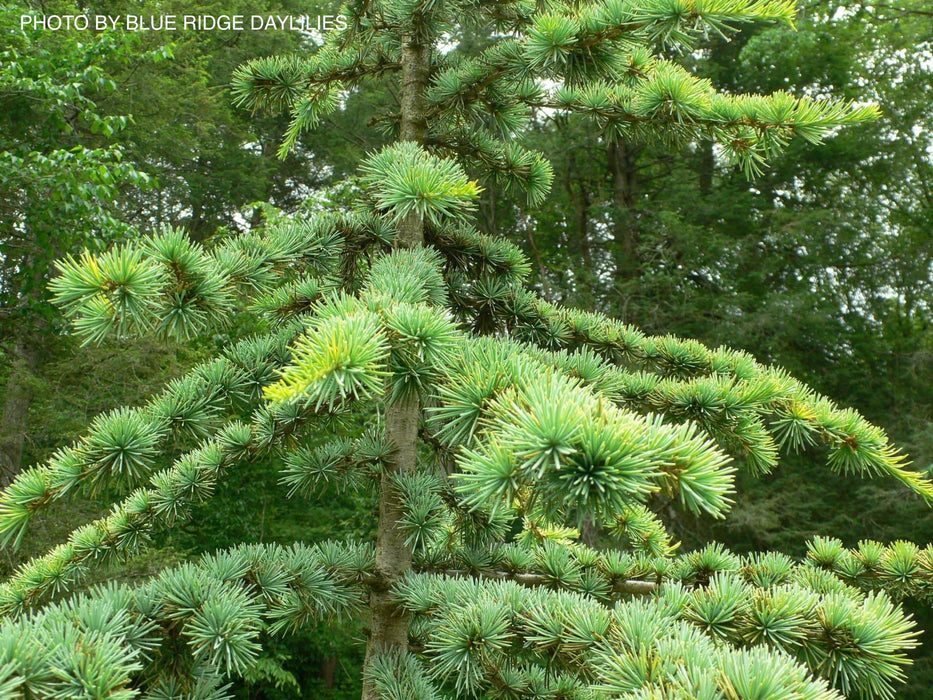 Cedrus atlantica 'Aurea' Golden Atlas Cedar