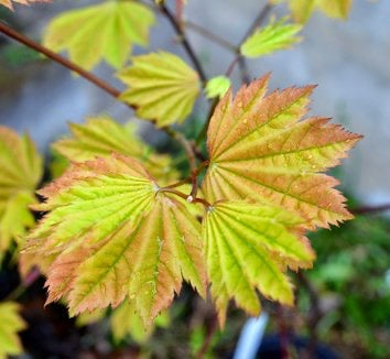 Acer circinatum 'Sunglow' Japanese Maple