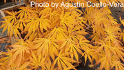 - Acer shirasawanum 'Bronze Age' Bronze Full Moon Japanese Maple - Mr Maple │ Buy Japanese Maple Trees