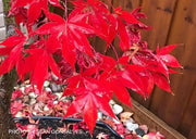 - Acer palmatum 'Osakazuki' Japanese Maple - Mr Maple │ Buy Japanese Maple Trees