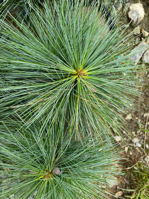 Pinus strobus x ‘Domingo' Hybrid White Pine Tree