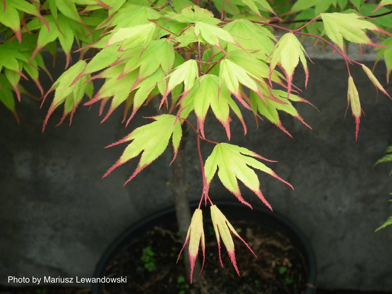 - Acer palmatum 'Tsuma gaki' Japanese Maple - Mr Maple │ Buy Japanese Maple Trees