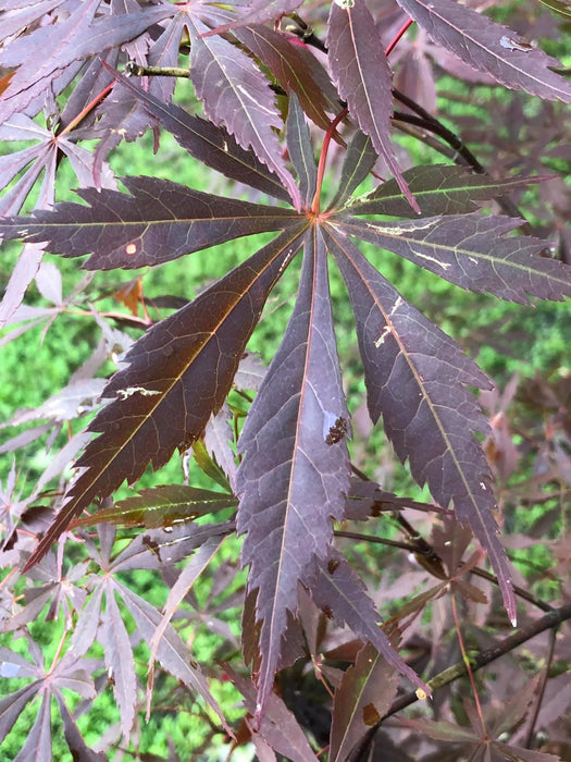 Acer palmatum 'Sumi nagashi' Japanese Maple