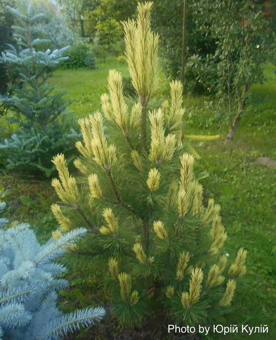 Pinus mugo 'Misty’ Dwarf Mountain Pine Tree