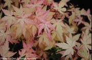 - Acer palmatum 'Ilarian' Japanese Maple - Mr Maple │ Buy Japanese Maple Trees