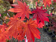 - Acer japonicum 'Vitifolium' Large Leaf Full Moon Japanese Maple - Mr Maple │ Buy Japanese Maple Trees