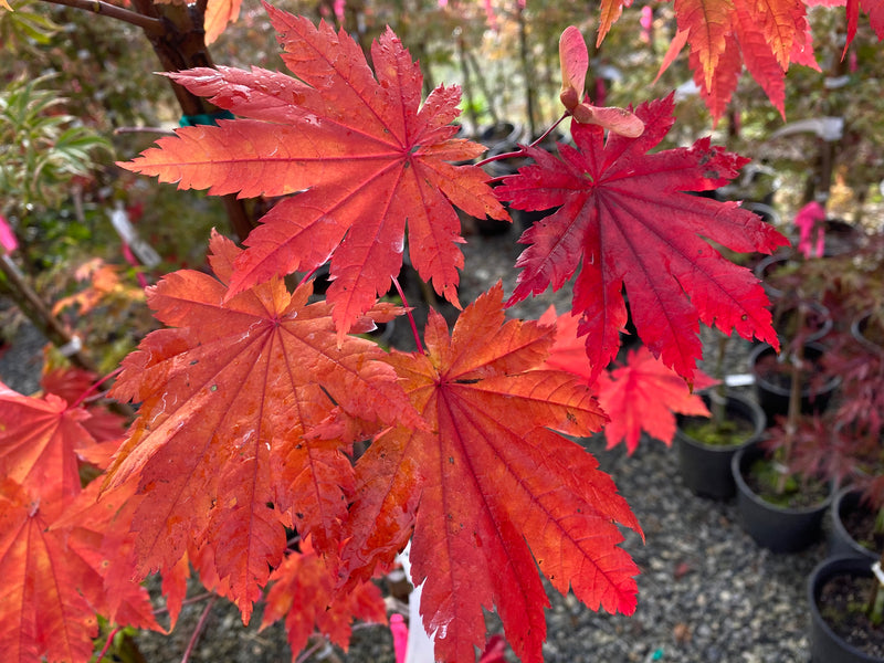 - Acer japonicum 'Vitifolium' Large Leaf Full Moon Japanese Maple - Mr Maple │ Buy Japanese Maple Trees