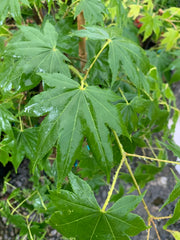 - Acer palmatum 'Rikuzen shidare' Weeping Japanese Maple - Mr Maple │ Buy Japanese Maple Trees