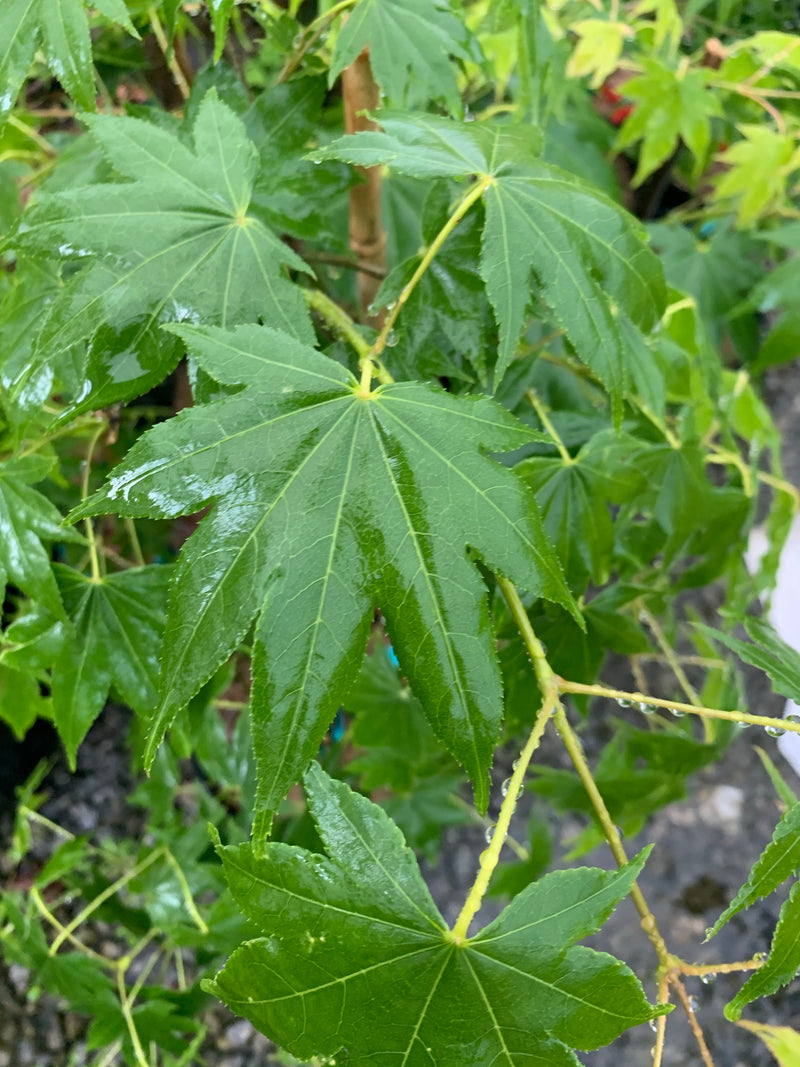 - Acer palmatum 'Rikuzen shidare' Weeping Japanese Maple - Mr Maple │ Buy Japanese Maple Trees