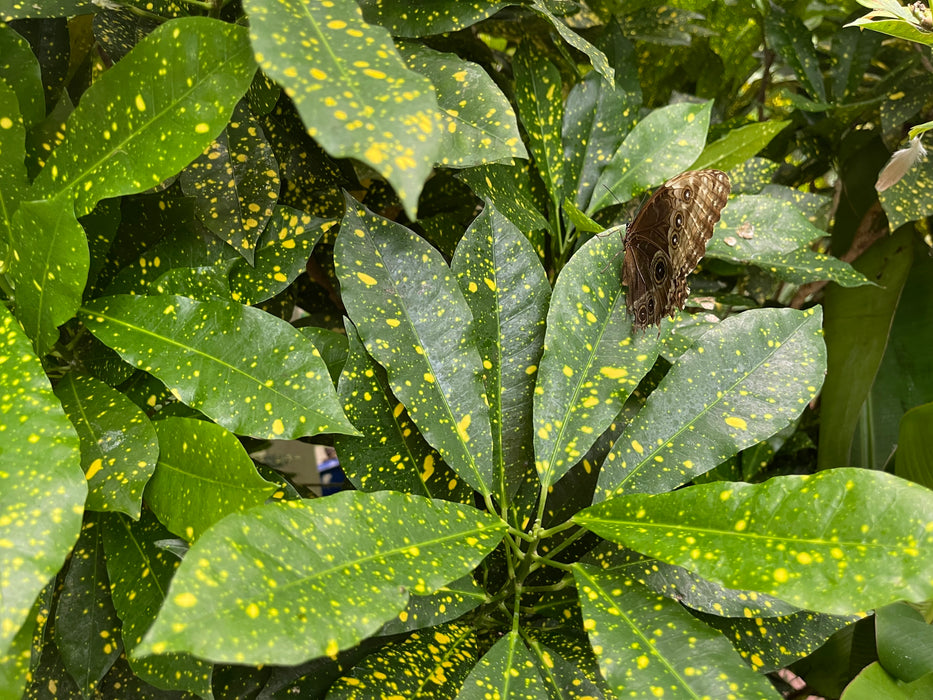 Aucuba japonica ‘Variegata’ Japanese Laurel