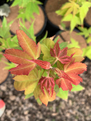 - Acer oliverianum 'Hot Blonde' Golden Japanese Maple - Mr Maple │ Buy Japanese Maple Trees