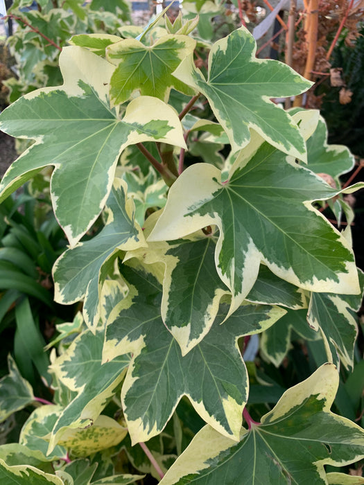 X Fatshedera lizei 'Angyo Star' Hybrid Aralia Tree Ivy
