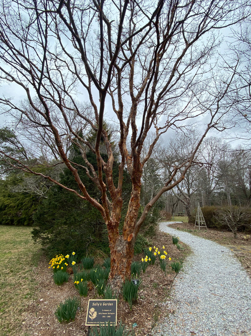 - Acer griseum - Paperbark Maple - Mr Maple │ Buy Japanese Maple Trees