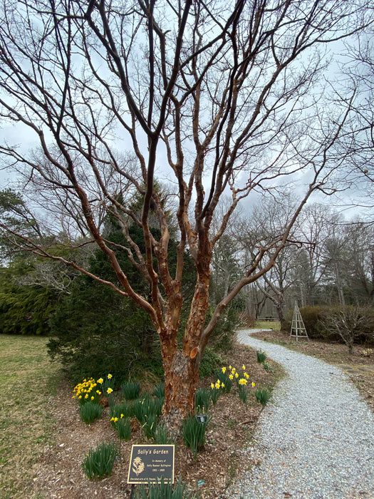 Acer griseum - Paperbark Maple