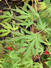 - Acer palmatum 'Green Strap' Rare Japanese Maple - Mr Maple │ Buy Japanese Maple Trees
