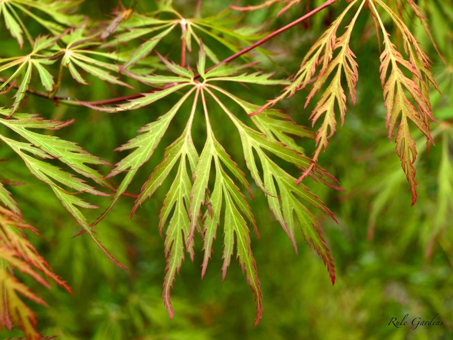 Acer pseudosieboldianum 'ISLID' Japanese Maple