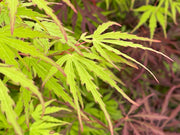 - Acer palmatum 'Green Strap' Rare Japanese Maple - Mr Maple │ Buy Japanese Maple Trees