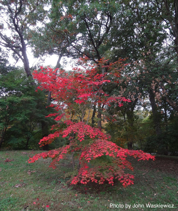 Acer pseudosieboldianum Japanese Maple