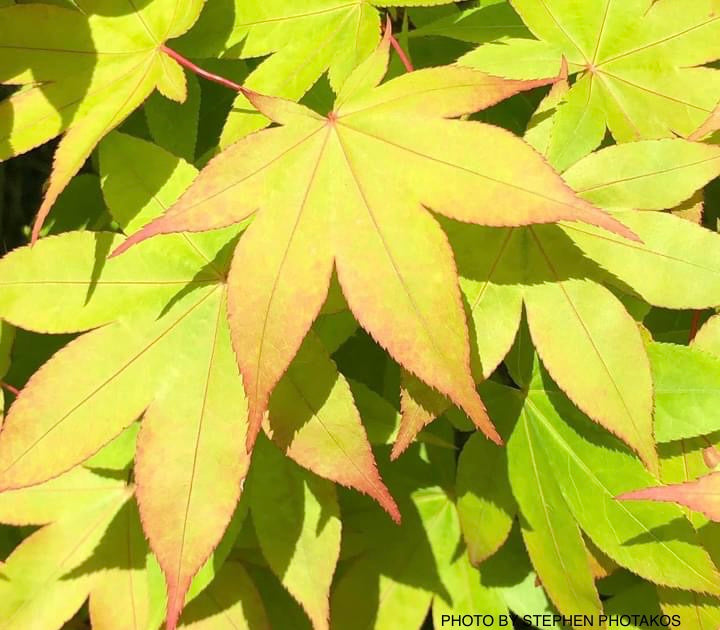 Acer palmatum 'Mon zukushi' Japanese Maple