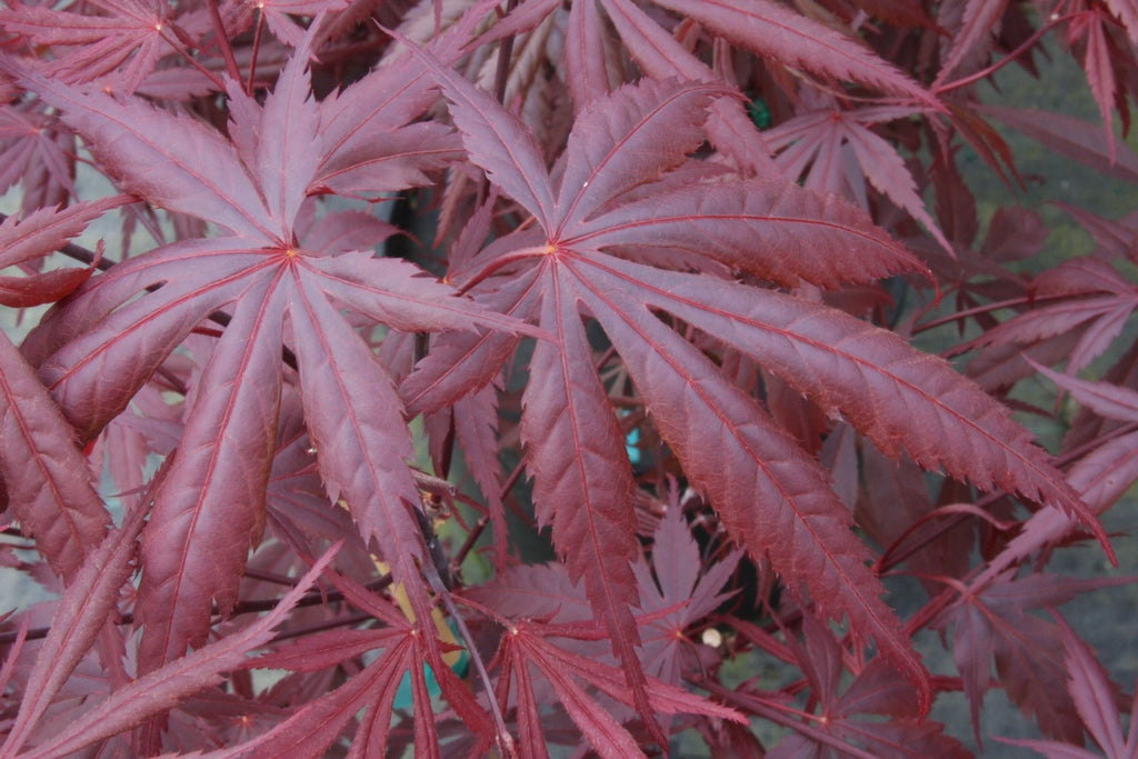 Acer palmatum 'Rite of Spring' Japanese Maple