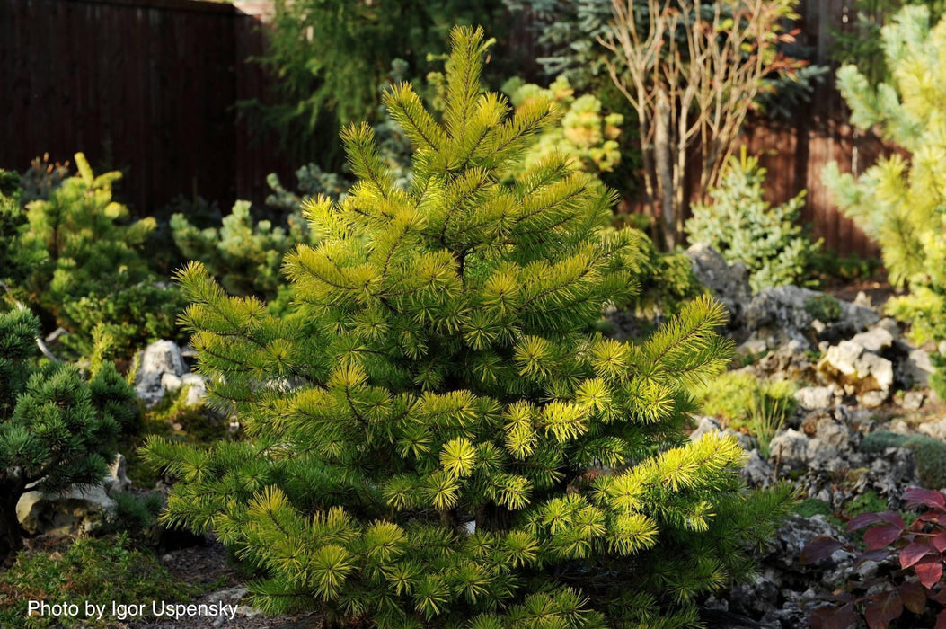 Pinus sylvestris 'Trollguld' Dwarf Scots Pine