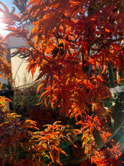 - Acer palmatum 'Shishigashira' Lion's Head Japanese Maple - Mr Maple │ Buy Japanese Maple Trees