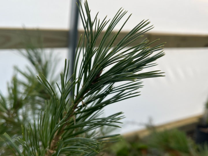 Pinus flexilis 'Glauca Pendula' Weeping Blue Limber Pine