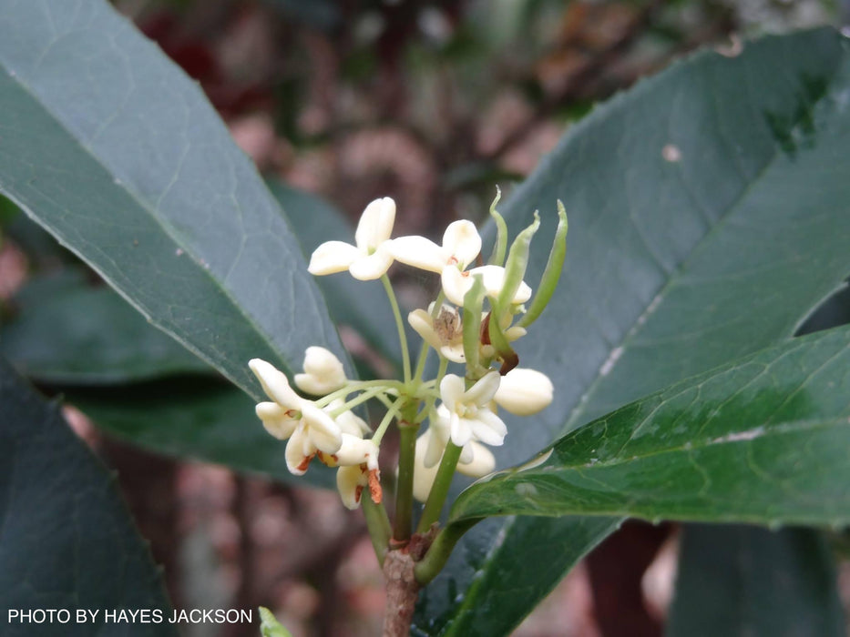 Osmanthus fragrans 'Fudingzhu' Fragrant Sweet Olive