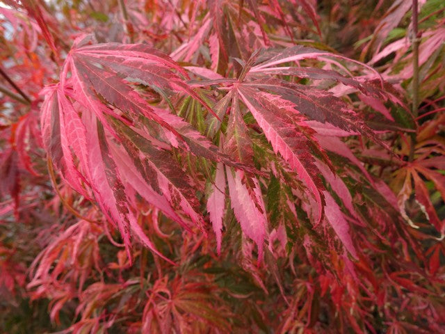 - FOR PICKUP ONLY | Acer palmatum 'Lileeanne's Jewel' Japanese Maple | DOES NOT SHIP - Mr Maple │ Buy Japanese Maple Trees