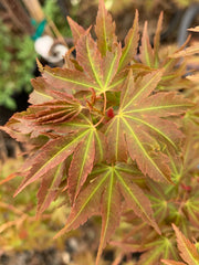 - Acer palmatum 'Koi' Dwarf Japanese Maple - Mr Maple │ Buy Japanese Maple Trees