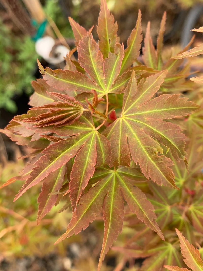 - Acer palmatum 'Koi' Dwarf Japanese Maple - Mr Maple │ Buy Japanese Maple Trees